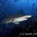 shark_tiger_sand_atlas_h_0278_nca0736.jpg